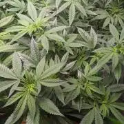 Lindas Marker #1 - #4