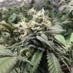 mini pheno hunt - #4