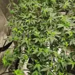 mini pheno hunt - #3