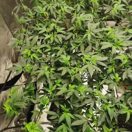 mini pheno hunt - #3