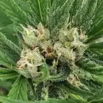 Sungrown pound cake 2025