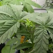 OG Nana