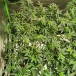 mini pheno hunt - #4