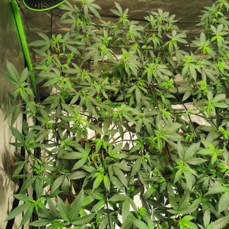 mini pheno hunt - #4