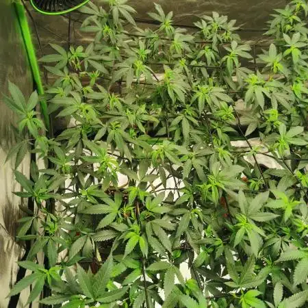 mini pheno hunt - #4