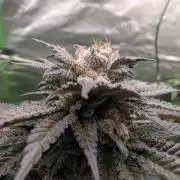 OG Nana