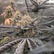 double cherry