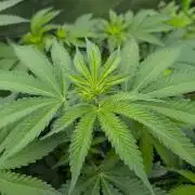OG Nana