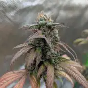 Big Blackberry