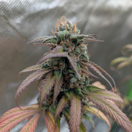 Big Blackberry