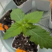 Growing Crack