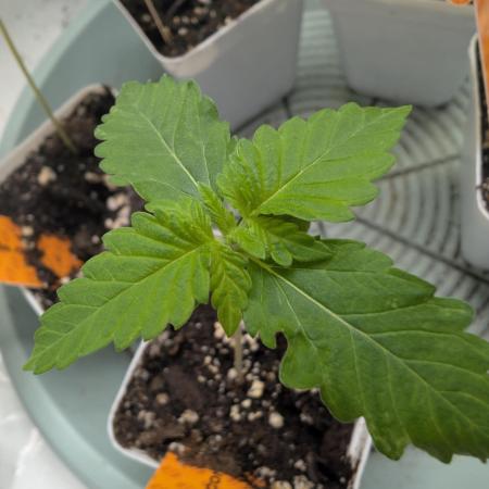 Growing Crack
