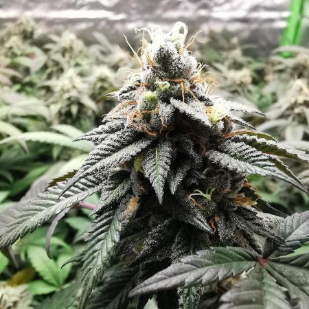 mini pheno hunt - #1