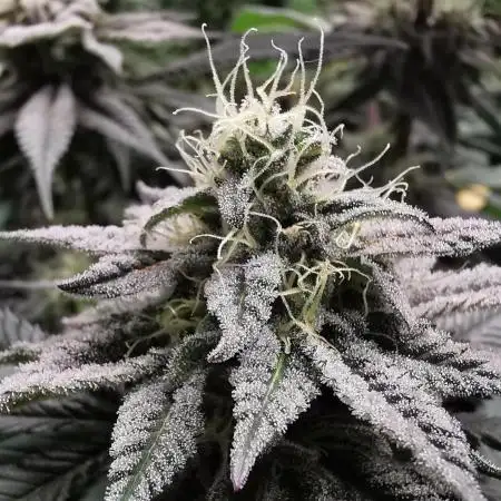 Oreoz - Linda Seeds