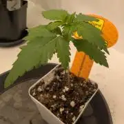 Growing Crack