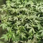 mini pheno hunt - #3