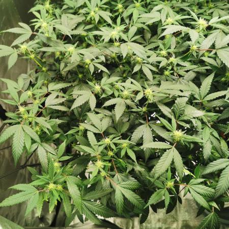 mini pheno hunt - #3