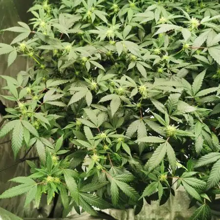 mini pheno hunt - #3