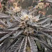 double cherry