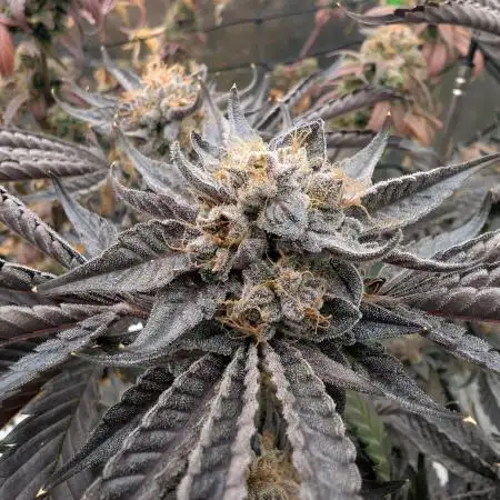 double cherry