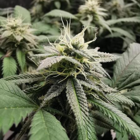 mini pheno hunt - #4