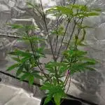 mini pheno hunt - #3
