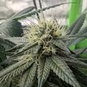 Pink Gelato 🍦😋