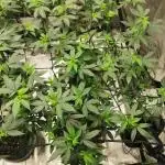 mini pheno hunt - #1