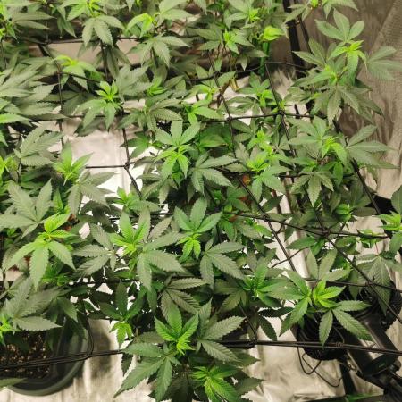 mini pheno hunt - #1