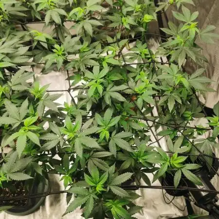 mini pheno hunt - #1