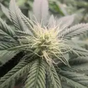 Cheesy Rider x Unknown