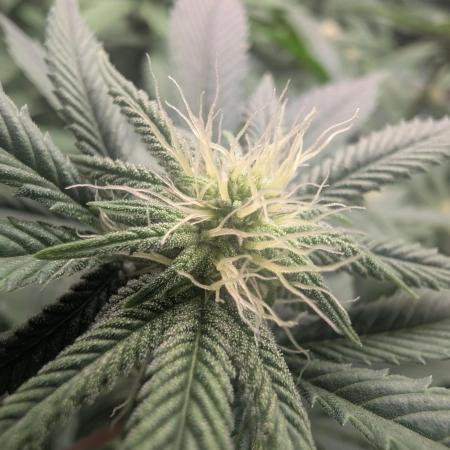 Cheesy Rider x Unknown