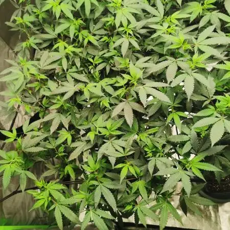 mini pheno hunt - #3