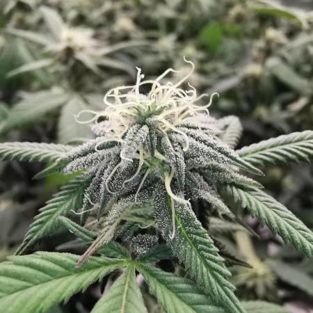 mini pheno hunt - #4
