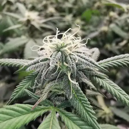 mini pheno hunt - #4