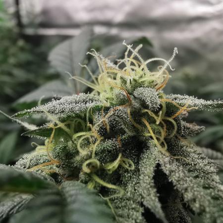 mini pheno hunt - #3