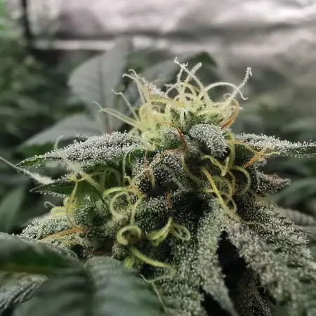 mini pheno hunt - #3