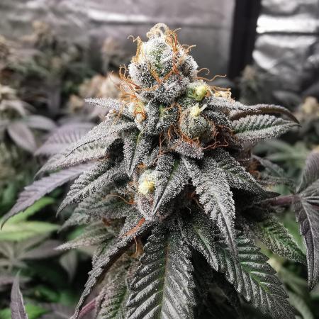 mini pheno hunt - #1