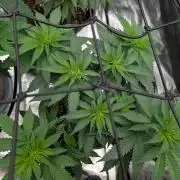 Growing Crack