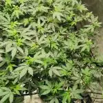 mini pheno hunt - #1