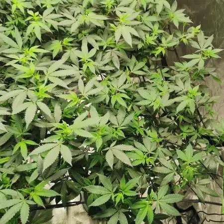 mini pheno hunt - #1