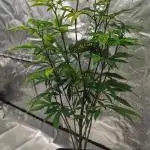 mini pheno hunt - #4