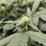 mini pheno hunt - #3
