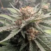 Growing Crack