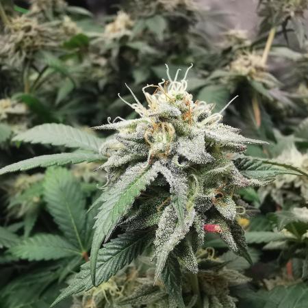 mini pheno hunt - #3