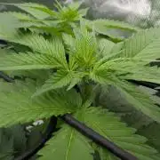 Growing Crack