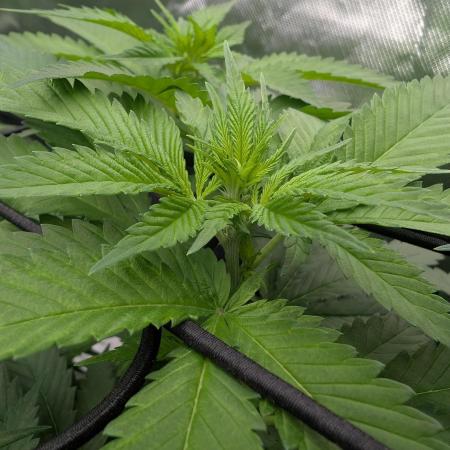 Growing Crack