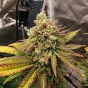 Bruce Banner #3 - Original Sensible Seeds