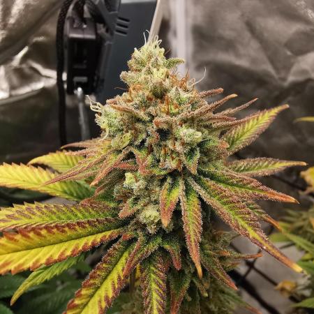 Bruce Banner #3 - Original Sensible Seeds