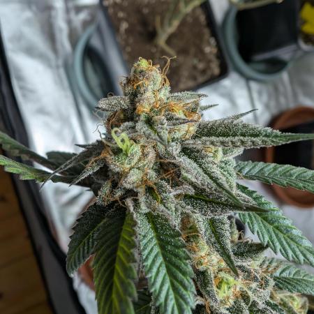 mini pheno hunt - #2